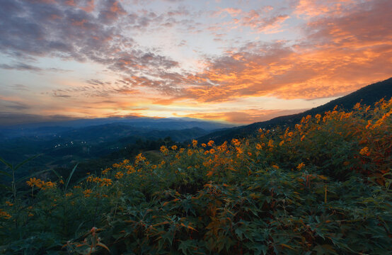 Mexican Sunflower with blue sky on the mountain Closeup Tree M