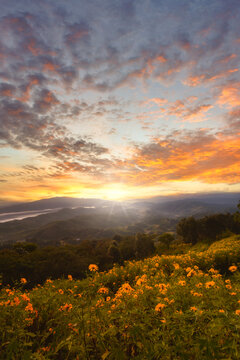 Mexican Sunflower with blue sky on the mountain Closeup Tree M