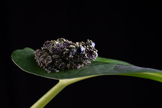 Vietnamese mossy frog sitting on a green leaf