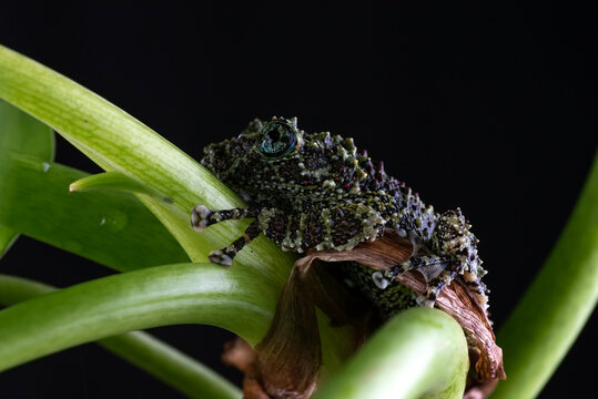 Vietnamese mossy frog sitting on a green plant stem