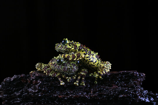 Two mossy frogs mating on a wet log