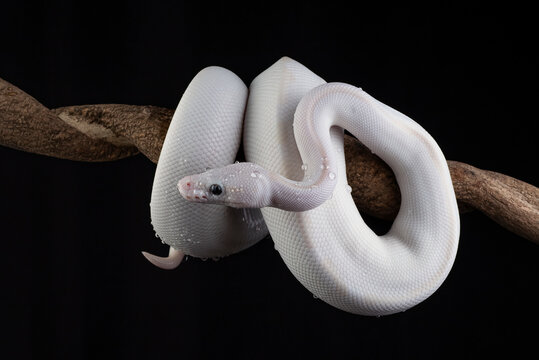 White leucistic ball python snake on a branch