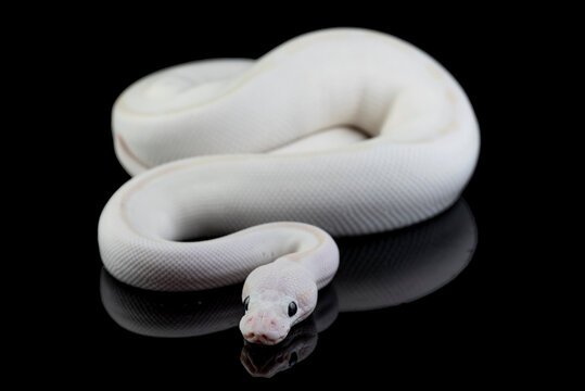 A white ball python snake on a black reflective surface