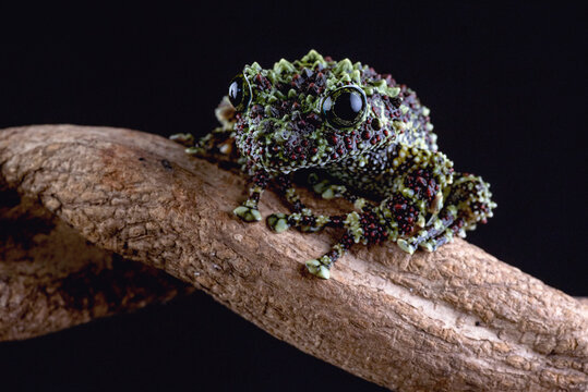 Vietnamese mossy frog with bumpy skin sitting on a branch