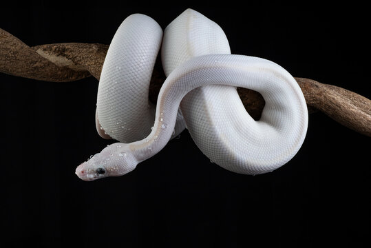 White python snake wrapped around a tree branch