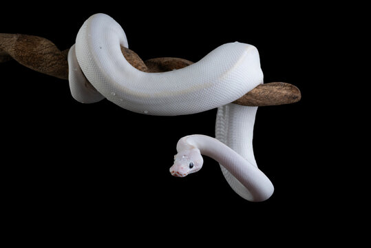 White blue eyed leucistic ball python on a branch