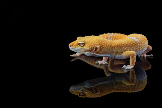 A yellow leopard gecko sits on a reflective black surface