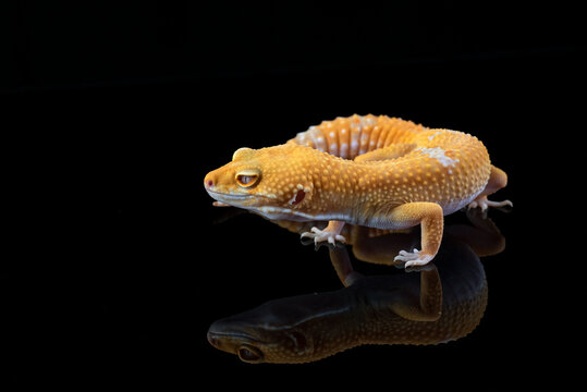 An albino leopard gecko on a black reflective surface