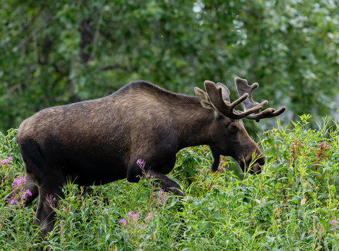 Alaska Bull moose with velvet antlers grazing