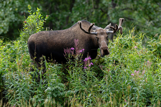 Bull moose with velvet antlers in summer wildflowers