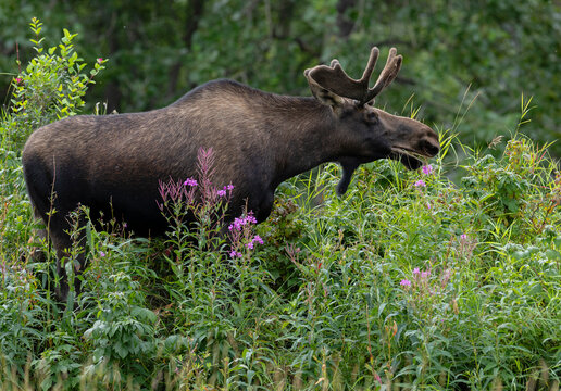 A bull mooseGrazes on Fireweed Wildflower