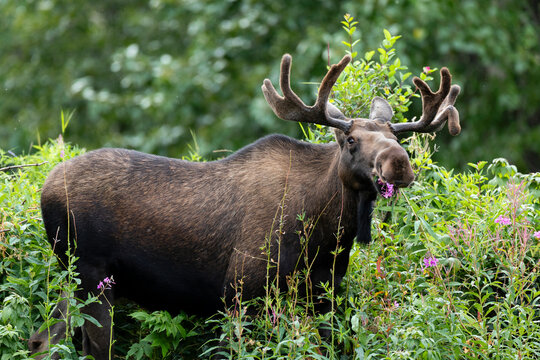 Bull moose with velvet antlers eating purple Fireweek wildflowers
