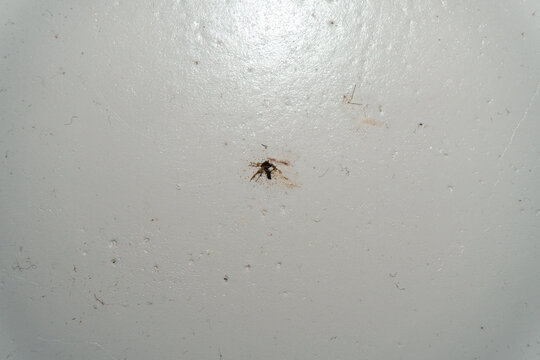 Squashed mosquito on a white wall close-up