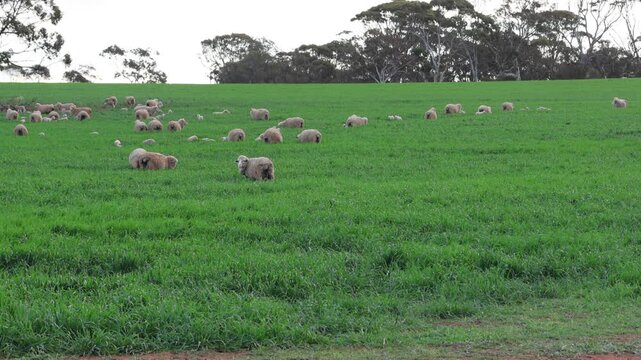 Flock of merino ewes and lambs resting and grazing in a green pasture paddock on an overcast day in winter on a Western Australian farm