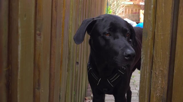 A vertical wooden fence gate door opens to reveal an alert black dog wearing a harness in a backyard walkway, before closing shut at the end.