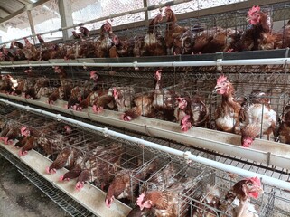 Commercial egg laying hen farm with brown chickens housed in rows of wire cages, showing poultry farming, livestock production, and agricultural practices. © Har
