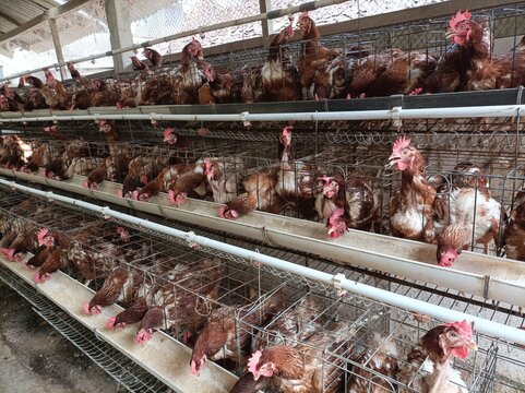 Commercial egg laying hen farm with brown chickens housed in rows of wire cages, showing poultry farming, livestock production, and agricultural practices.