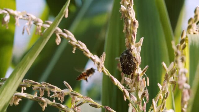 Close-up video of a honey bee and flower chafer beetle feeding on a flowering corn tassel, highlighting insect activity, natural pollination, biodiversity and agricultural crop production.