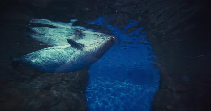 Common Seal Slow Swimming Underwater. Amazing Harbor Seal, Common Marine Mammal From Pacific And Atlantic Coast. Marine Life. Harbor Seal Or Phoca Vitulina