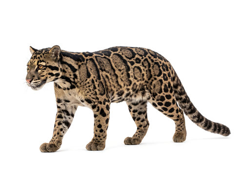 Bornean Clouded Leopard showing distinctive spotted fur walking gracefully on white background