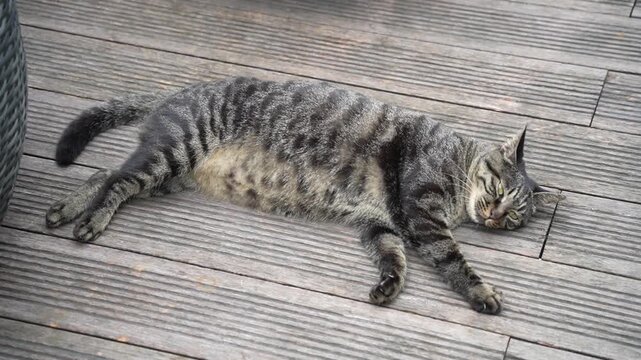 Tabby Cat Relaxing Outdoors on Wood Floor