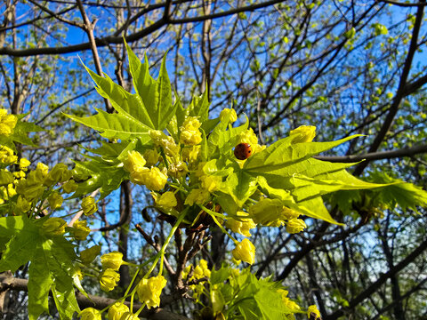A detailed close-up shot of a small red ladybug sitting on bright green Norway maple leaves surrounded by yellow spring blossoms on a tree branch