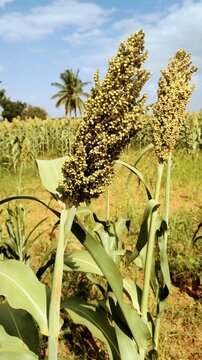 Vertical Close Up of Sorghum Grain Heads Growing in Agricultural Field