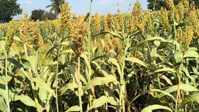 Golden Sorghum Bicolor Millet Crops Ready for Harvest in Farmland