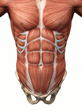 Anatomical 3D illustration of human male upper body muscles displaying pectoralis major, rectus abdominis six-pack, intercostals, and pelvic structure for medical science education and fitness study