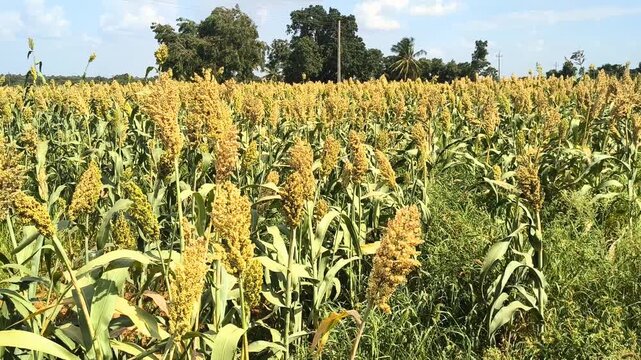 Lush Green Jowar Grain Crop Plantation in Rural Agricultural Field