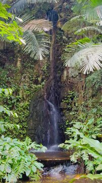 Beautiful rainforest landscape palm trees and small jungle waterfall in Malaysia