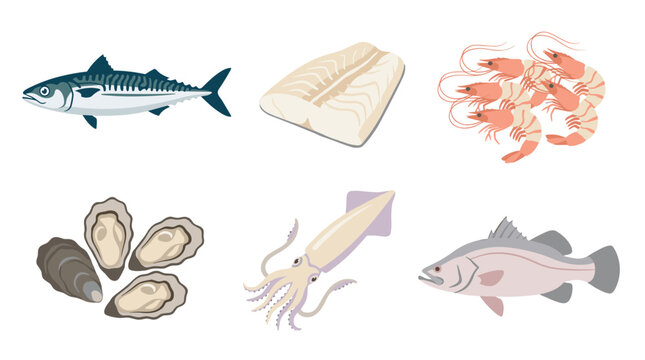 Collection of raw seafood illustrations including mackerel, white fish fillet, fresh shrimp, opened oysters, squid, and sea bass, culinary elements
