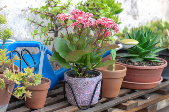 succulent plants potted with a kalanchoe bloomoing with gardening equipment on a table against a wall