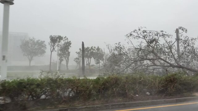 Powerful Hurricane Winds And Heavy Rain Batter Palm Trees Across City