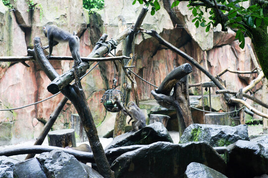 Two monkeys climbing and playing on tree branches and rocks inside a zoo enclosure designed to mimic their natural habitat.