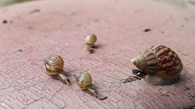 Several land snails slowly crawling across a textured wooden surface
