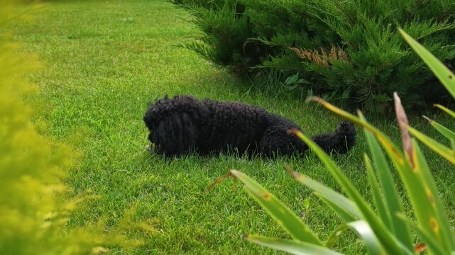 Small black poodle dog rests and chews on bone while lying on lush green grass