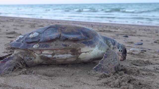 A Loggerhead turtle (Caretta caretta) died in the Arabian Sea and washed up on the coast of Oman. Wild animals are not interested in war and oil reserves.