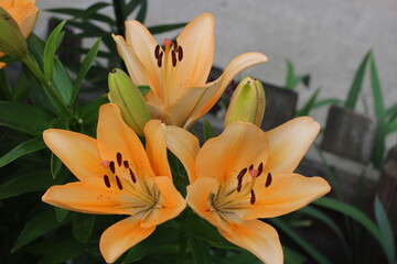 Obraz premium A large yellow lily in the park,