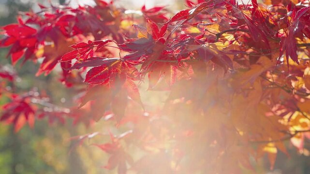 Slow motion close-up of vivid red and orange Japanese maple leaves glowing in warm autumn sunlight. Delicate foliage gently sways in the breeze, creating a peaceful seasonal nature scene.
