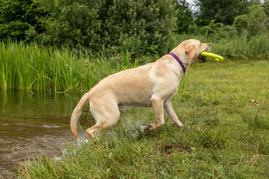 Proud Yellow Labrador Retriever Climbing Out of the Water with a Toy
