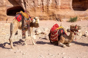 Arabian dromedary camels, Camelus dromedarius, at Petra, Jordan. Local Bedouin communities transport visitors to the ancient site and use their brightly adorned camels for photo opportunities. © Rixie