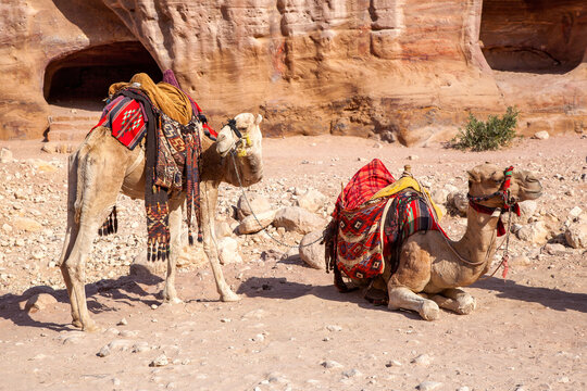 Arabian dromedary camels, Camelus dromedarius, at Petra, Jordan. Local Bedouin communities transport visitors to the ancient site and use their brightly adorned camels for photo opportunities.