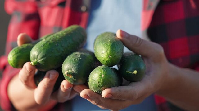 Green cucumbers held by farmer after harvest. Close hand view of fresh organic produce. Garden-grown cucumbers featured. Holding fresh cucumber. Green harvest in hand. Organic produce farmer.