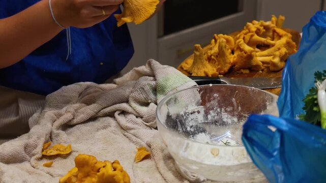 Close-up of person hands cleaning and tearing fresh wild chanterelle mushrooms on towel on kit