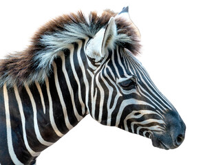 Close-up profile portrait of a zebra head isolated. Showcases distinct black and white striped patterns, a fuzzy mane, and a dark eye. Professional wildlife animal photo. © sirawut
