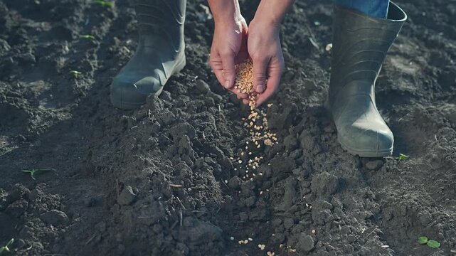 Hand releases seed over wide soil bed, field bathed in light. Growth journey starts as farmer completes work. Agriculture captured in simple act planting, hands guiding seed into farm soil with care.