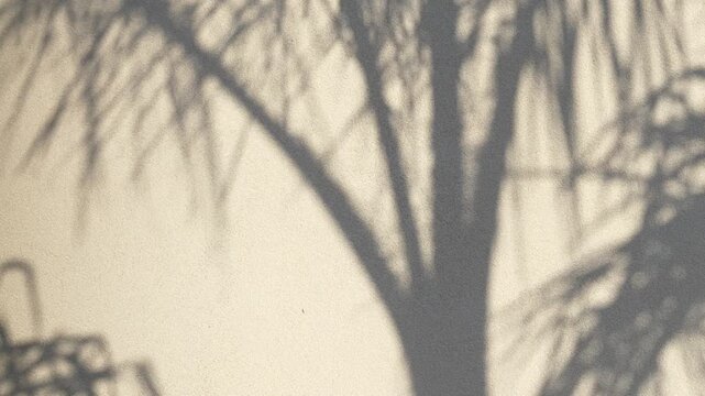 Abstract silhouette of palm leaves stretches across wall, with dark fronds shifting gently and creating serene tropical shadow play as backlit foliage forms layered outlines and subtle motion on wall.