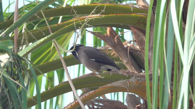 Indian myna starling in Oman. The sick bird
