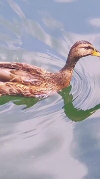 Mallard duck swimming calmly on a peaceful lake